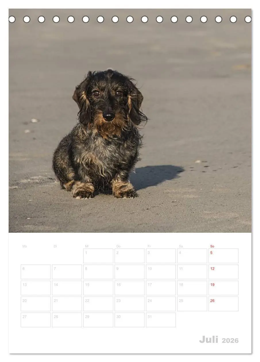 Bild: 9783516428933 | Der Dackel - mein kleiner Freund (Tischkalender 2026 DIN A5 hoch),...