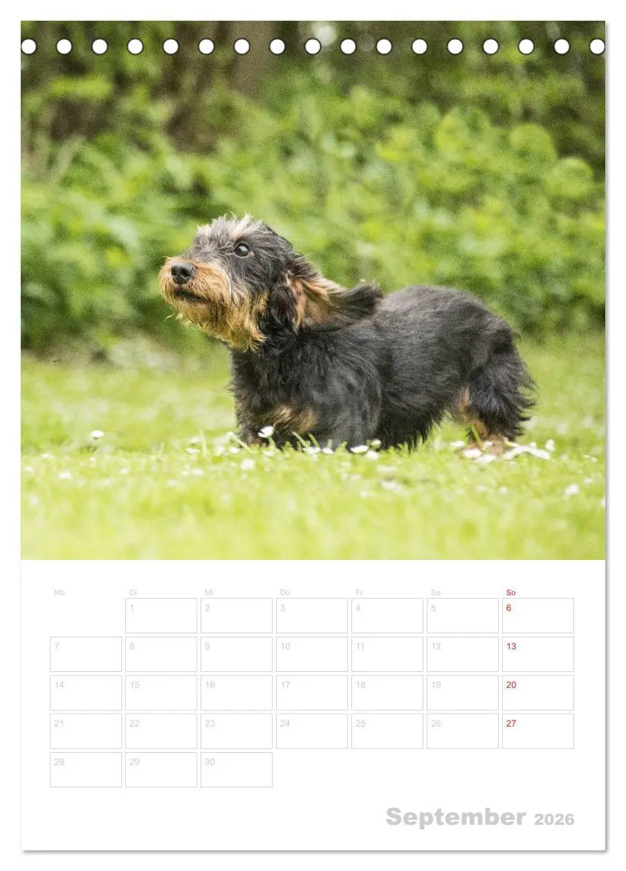 Bild: 9783516428933 | Der Dackel - mein kleiner Freund (Tischkalender 2026 DIN A5 hoch),...
