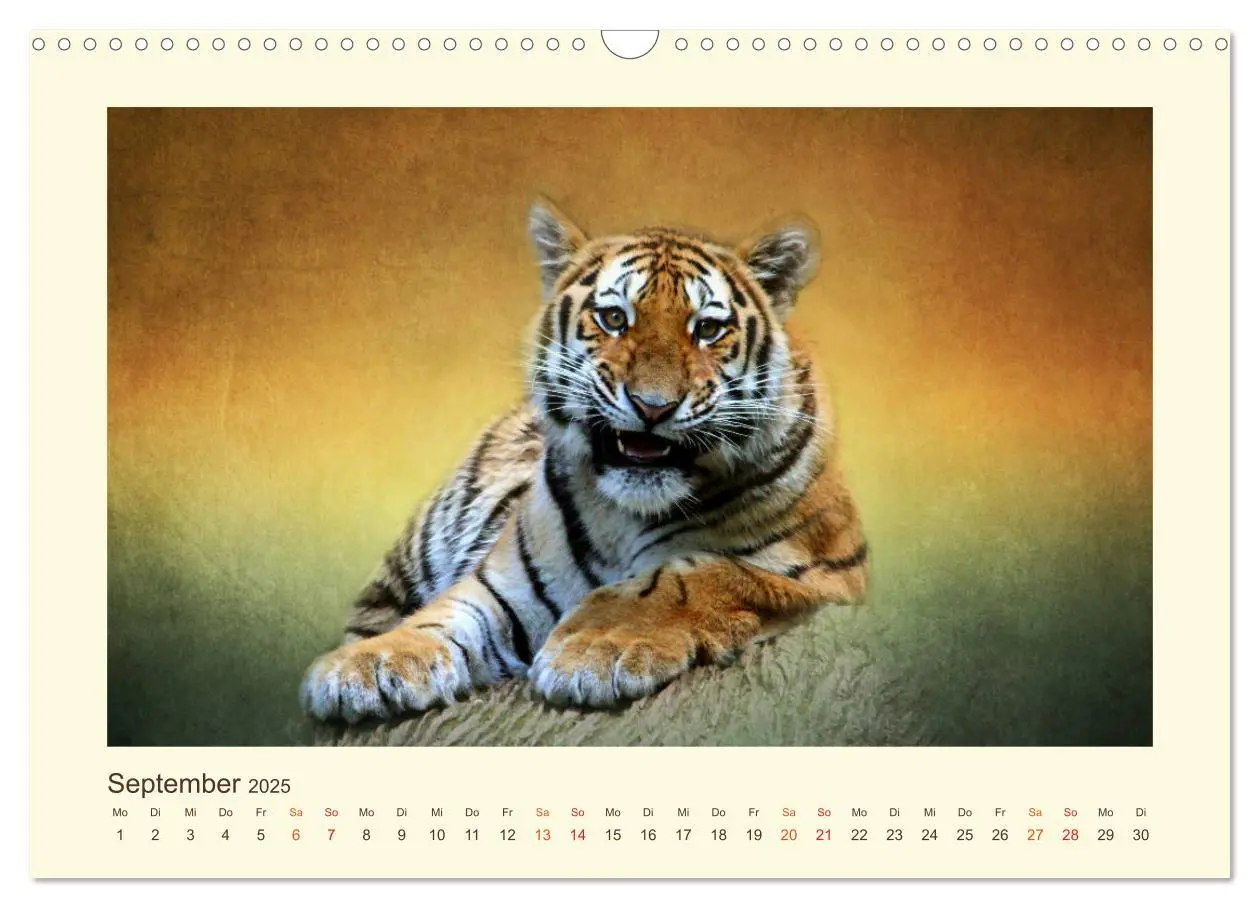 Bild: 9783435449033 | Sibirische Tigerportraits (Wandkalender 2025 DIN A3 quer), CALVENDO...
