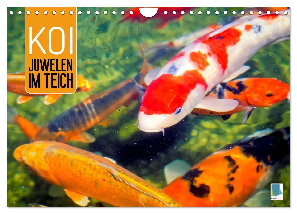 Cover: 9783457699133 | Koi: Juwelen im Teich (Wandkalender 2026 DIN A4 quer), CALVENDO...