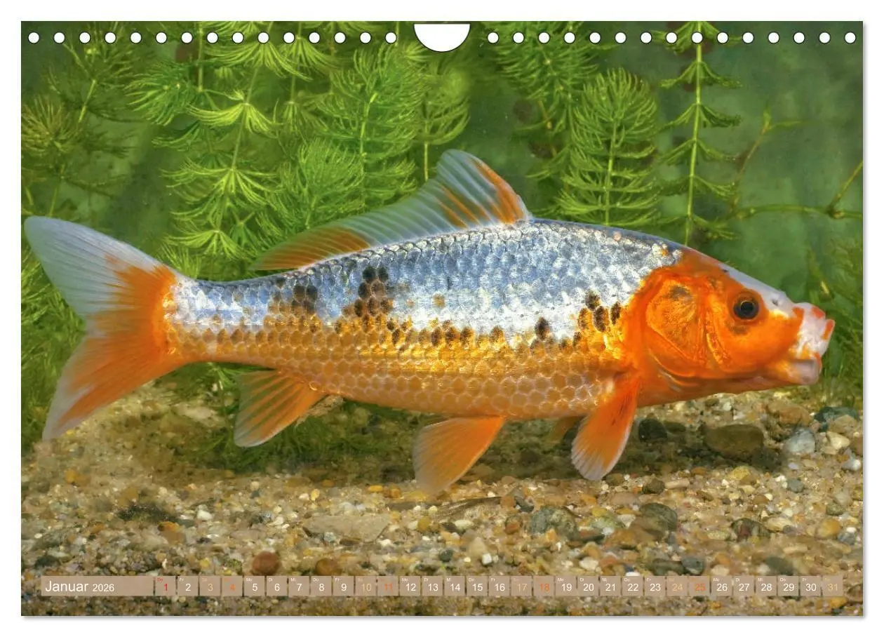 Bild: 9783457699133 | Koi: Juwelen im Teich (Wandkalender 2026 DIN A4 quer), CALVENDO...