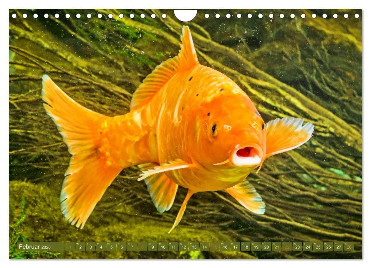 Bild: 9783457699133 | Koi: Juwelen im Teich (Wandkalender 2026 DIN A4 quer), CALVENDO...