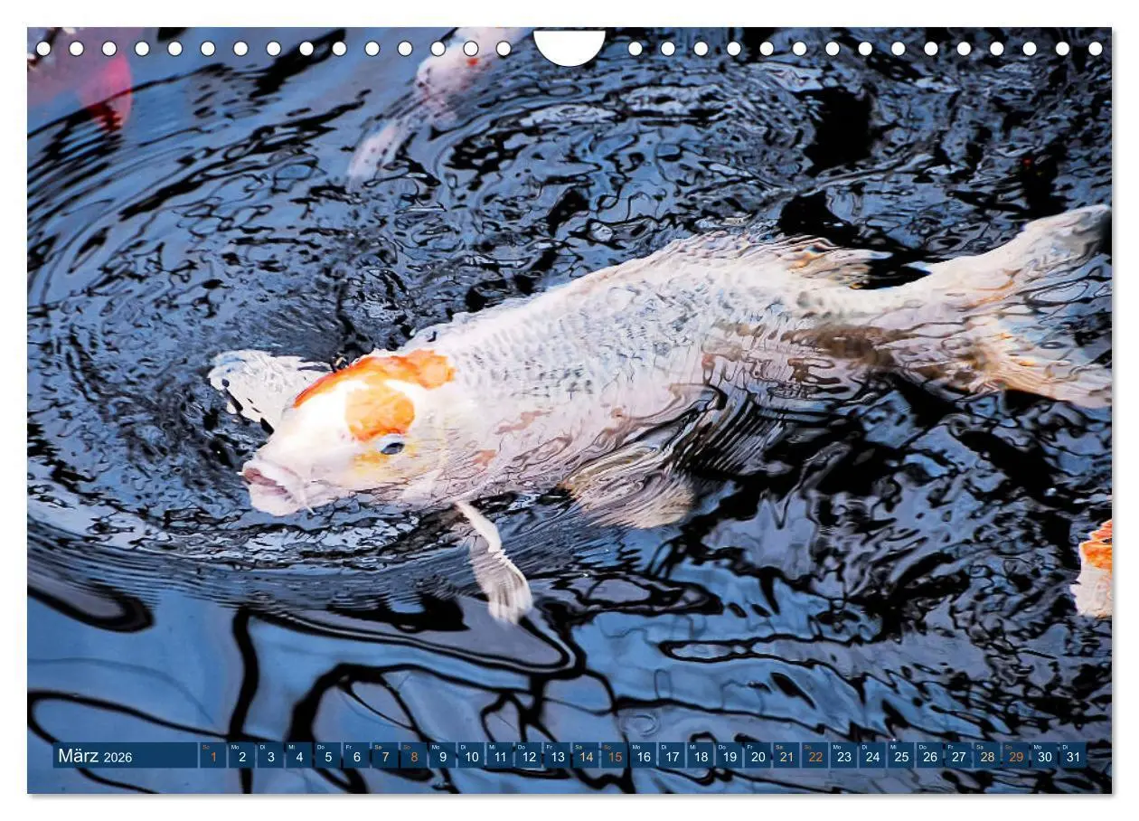 Bild: 9783457699133 | Koi: Juwelen im Teich (Wandkalender 2026 DIN A4 quer), CALVENDO...