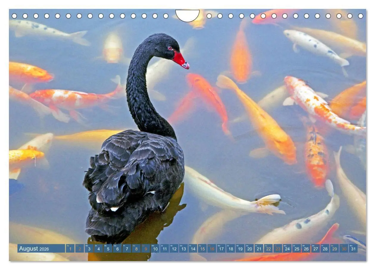 Bild: 9783457699133 | Koi: Juwelen im Teich (Wandkalender 2026 DIN A4 quer), CALVENDO...