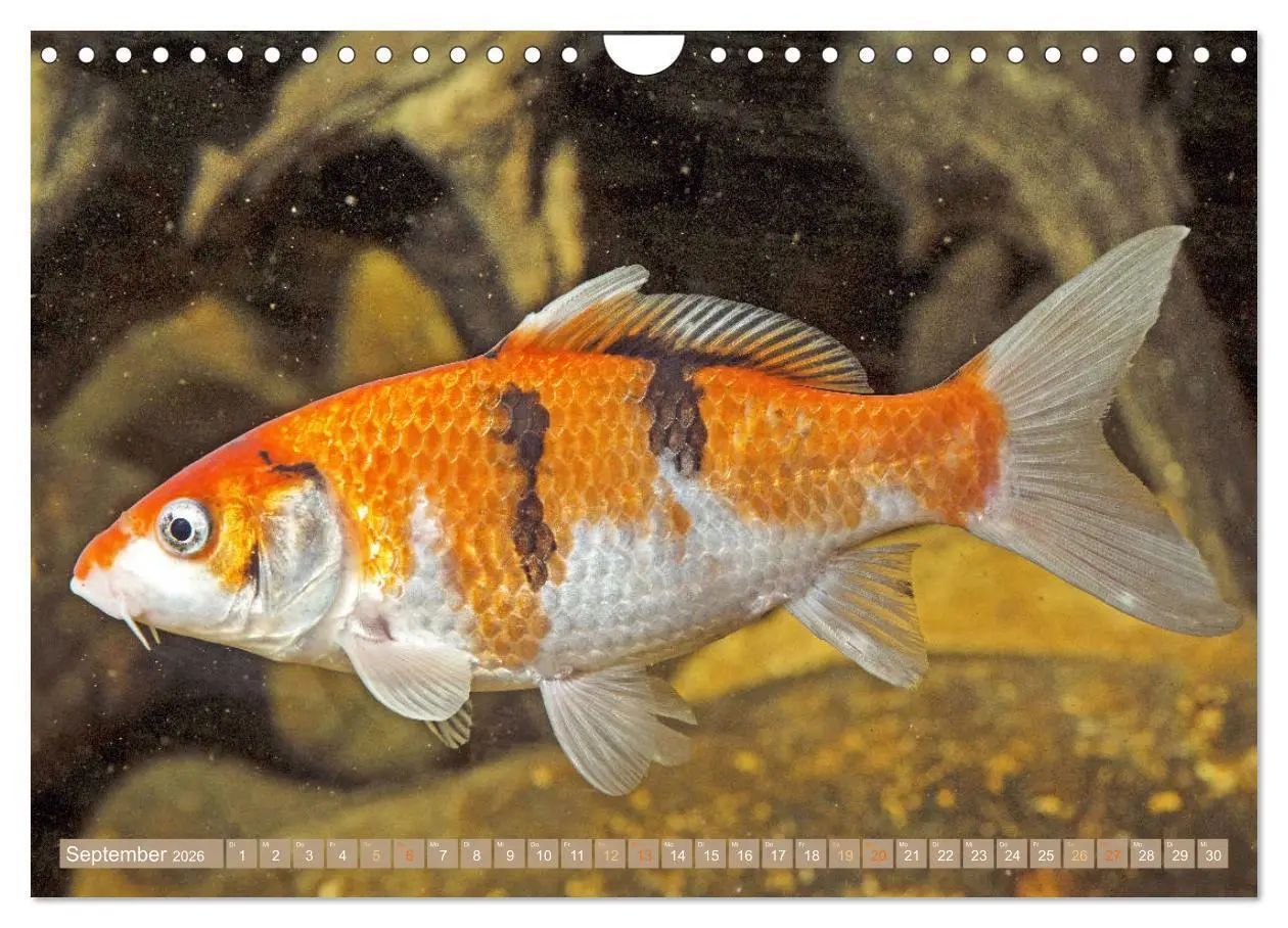 Bild: 9783457699133 | Koi: Juwelen im Teich (Wandkalender 2026 DIN A4 quer), CALVENDO...