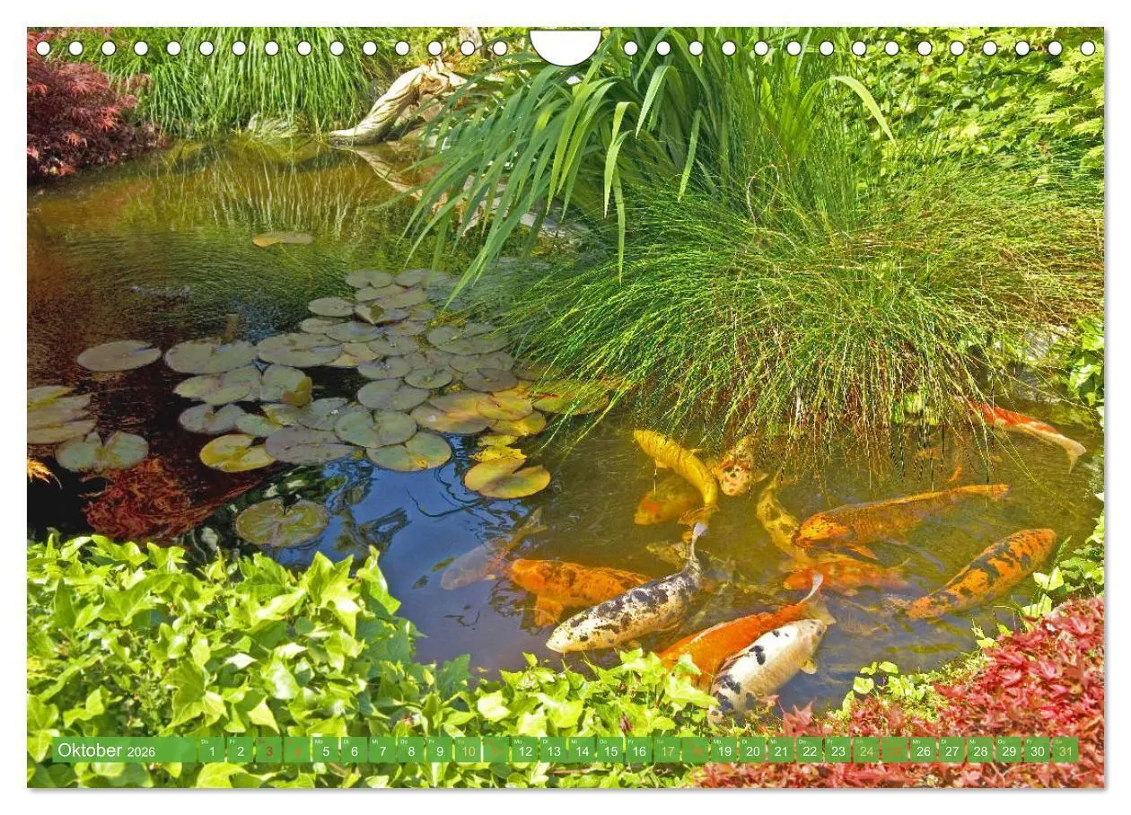 Bild: 9783457699133 | Koi: Juwelen im Teich (Wandkalender 2026 DIN A4 quer), CALVENDO...