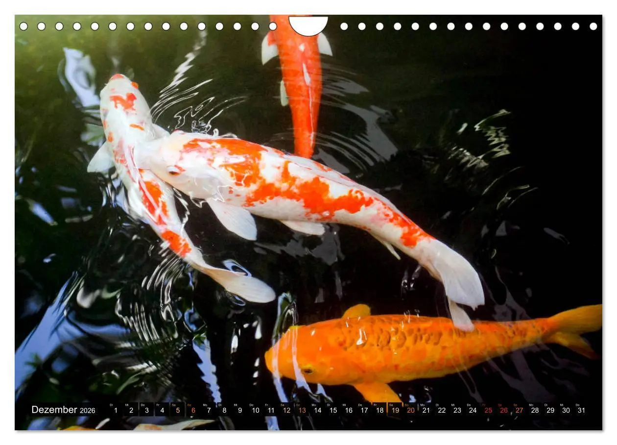 Bild: 9783457699133 | Koi: Juwelen im Teich (Wandkalender 2026 DIN A4 quer), CALVENDO...
