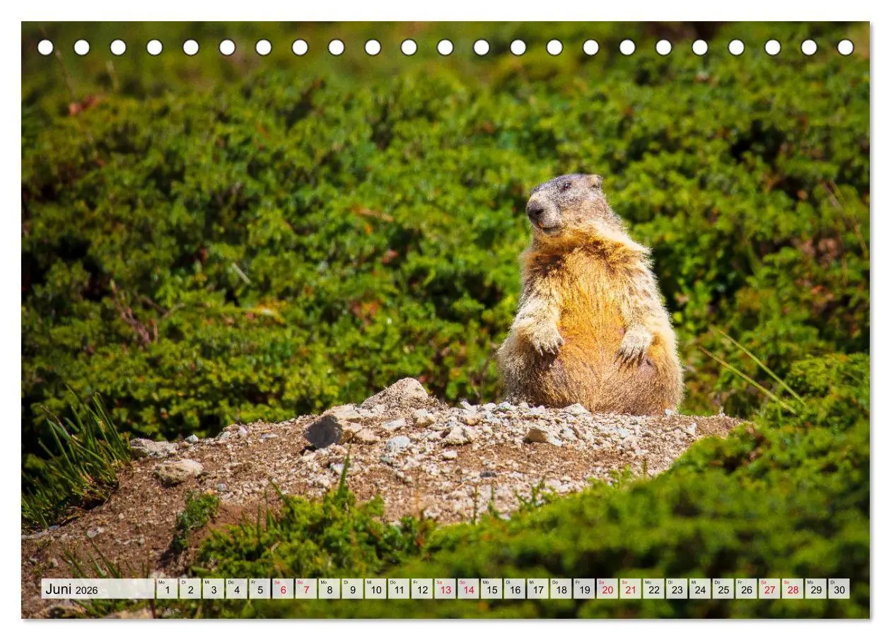 Bild: 9783457769133 | Bündnerland (Tischkalender 2026 DIN A5 quer), CALVENDO Monatskalender