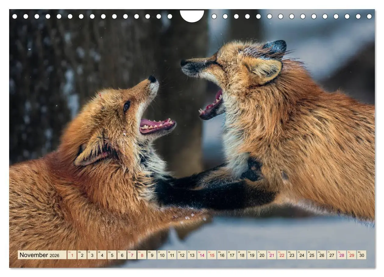 Bild: 9783457839133 | Fuchs - schlauer Räuber (Wandkalender 2026 DIN A4 quer), CALVENDO...