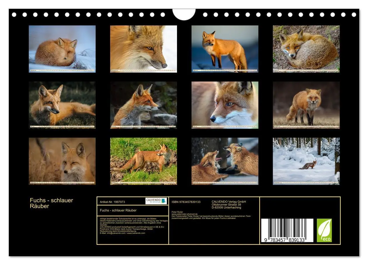 Bild: 9783457839133 | Fuchs - schlauer Räuber (Wandkalender 2026 DIN A4 quer), CALVENDO...