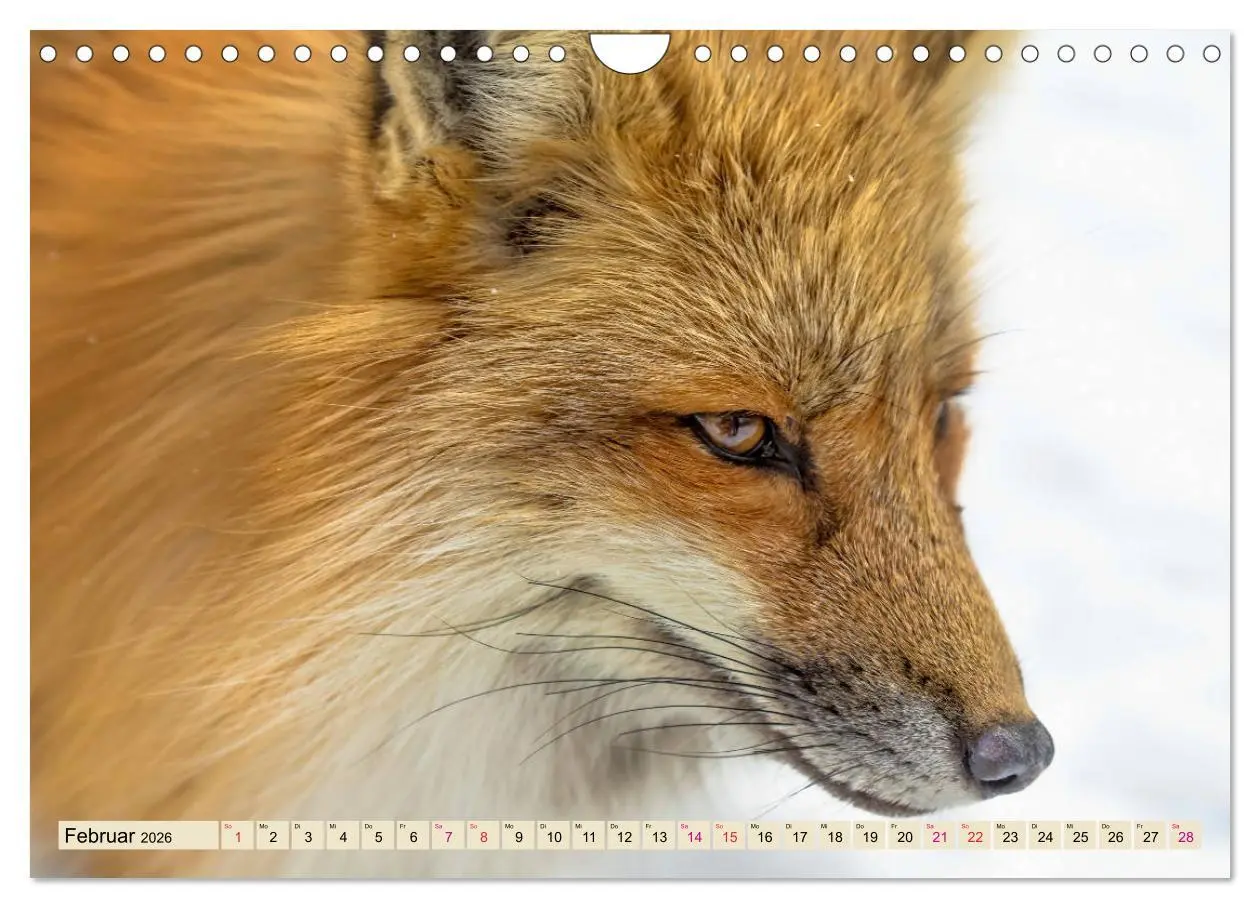 Bild: 9783457839133 | Fuchs - schlauer Räuber (Wandkalender 2026 DIN A4 quer), CALVENDO...