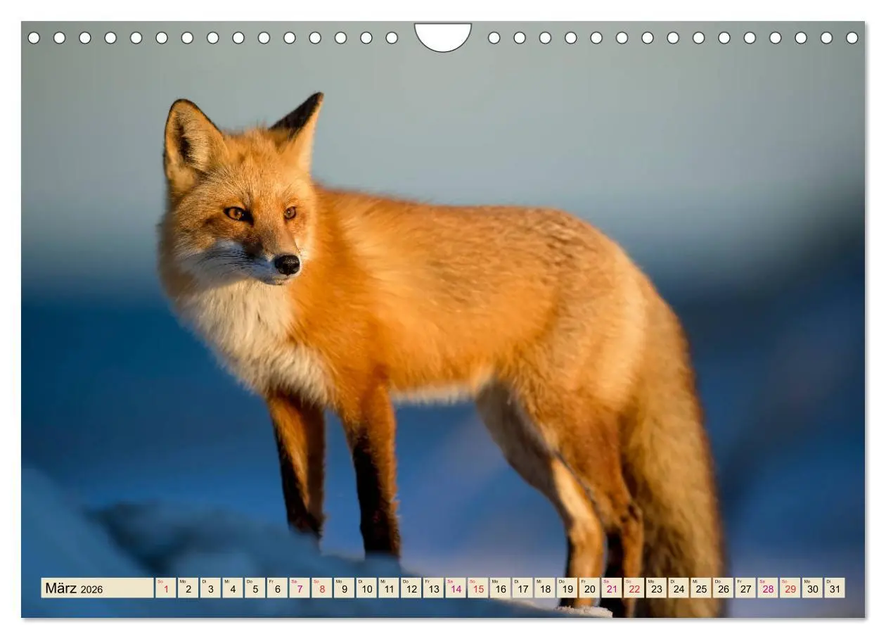 Bild: 9783457839133 | Fuchs - schlauer Räuber (Wandkalender 2026 DIN A4 quer), CALVENDO...
