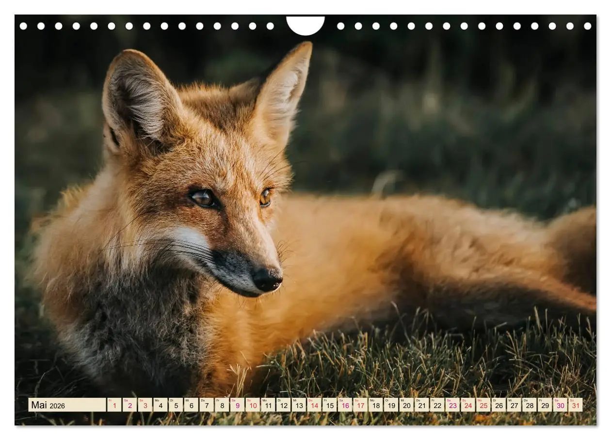 Bild: 9783457839133 | Fuchs - schlauer Räuber (Wandkalender 2026 DIN A4 quer), CALVENDO...