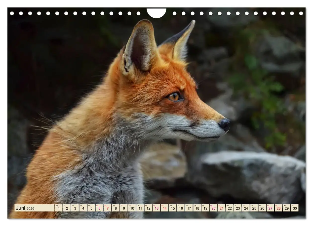 Bild: 9783457839133 | Fuchs - schlauer Räuber (Wandkalender 2026 DIN A4 quer), CALVENDO...