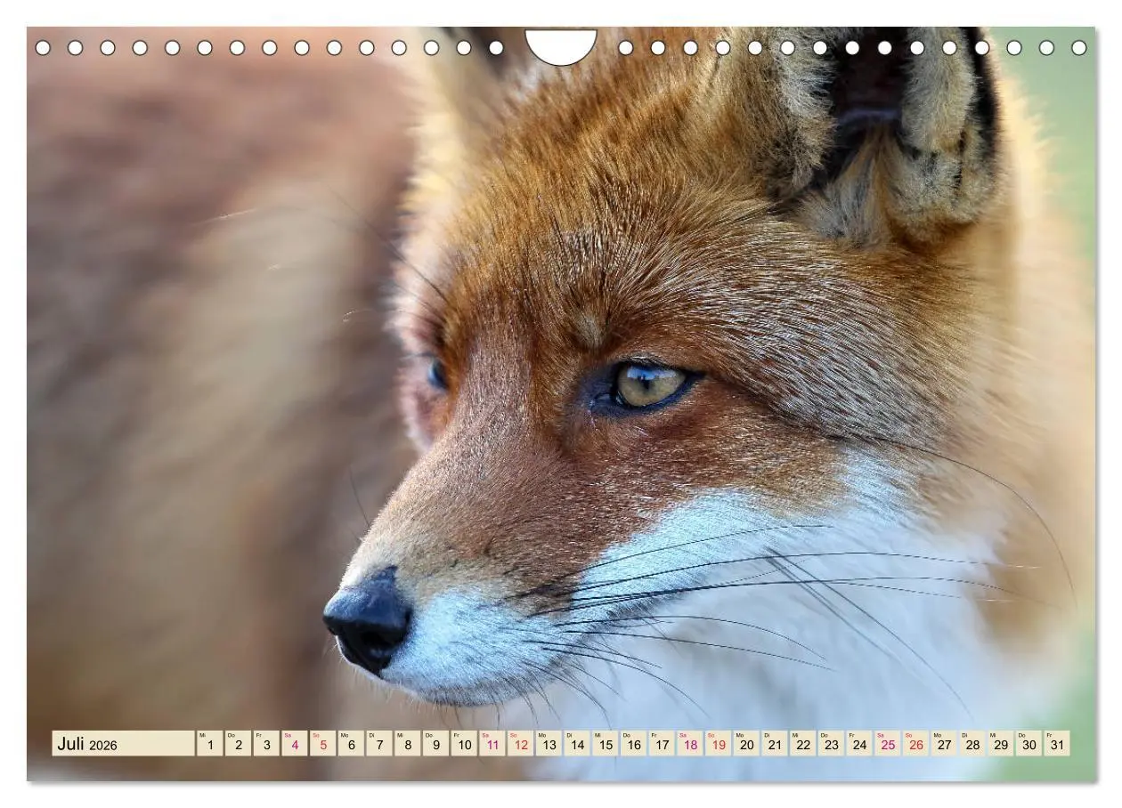 Bild: 9783457839133 | Fuchs - schlauer Räuber (Wandkalender 2026 DIN A4 quer), CALVENDO...