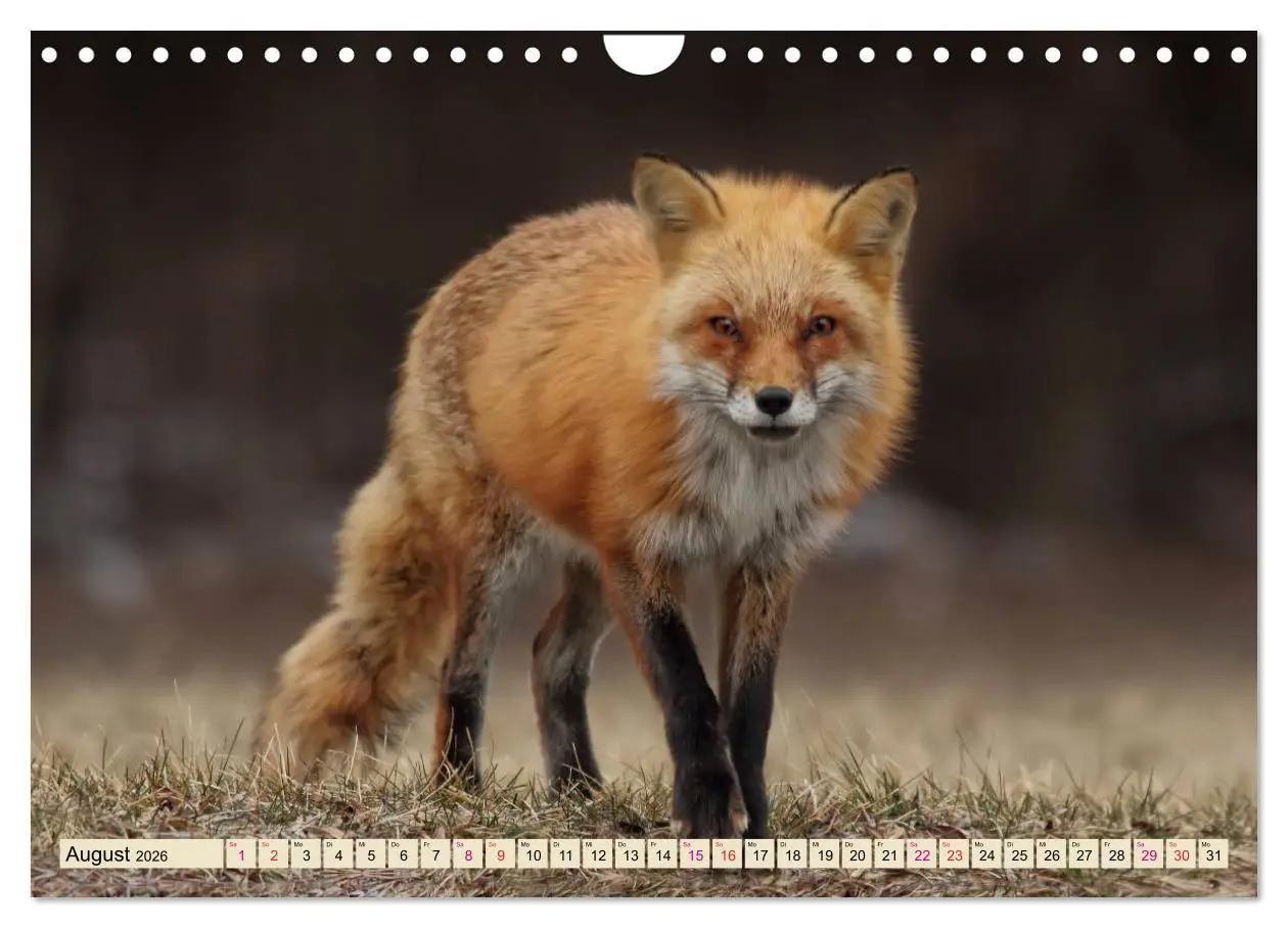 Bild: 9783457839133 | Fuchs - schlauer Räuber (Wandkalender 2026 DIN A4 quer), CALVENDO...