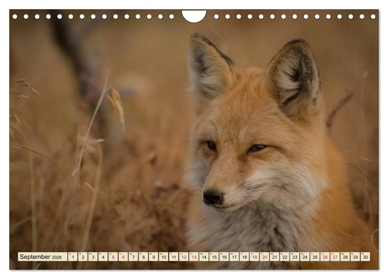 Bild: 9783457839133 | Fuchs - schlauer Räuber (Wandkalender 2026 DIN A4 quer), CALVENDO...