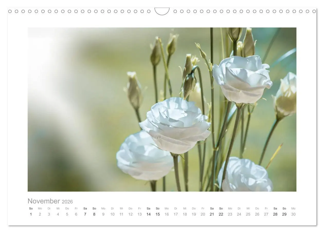 Bild: 9783457909133 | Blumen zart und schön (Wandkalender 2026 DIN A3 quer), CALVENDO...