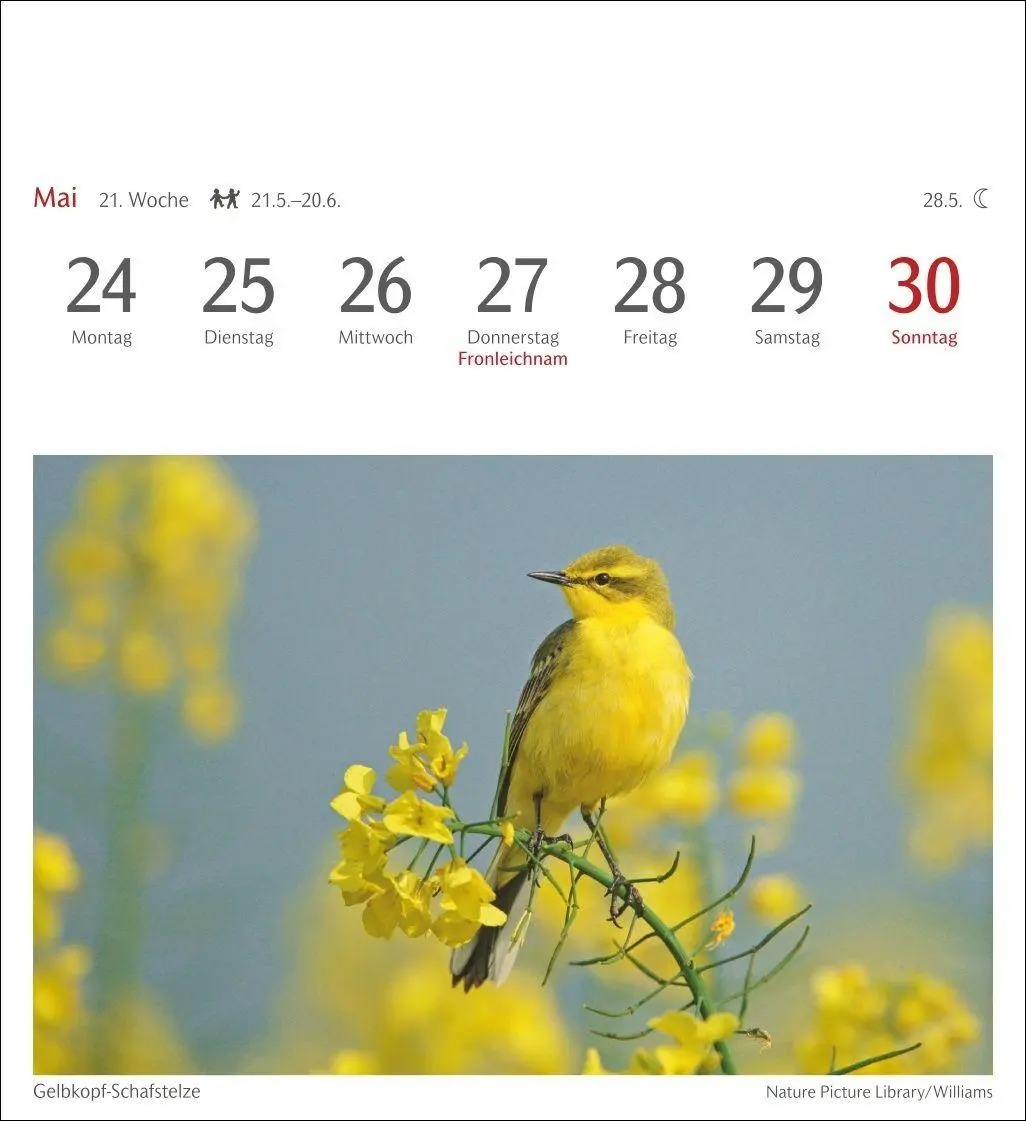 Bild: 9783840039133 | Heimische Vögel Postkartenkalender 2027 - Wochenkalender mit 53...