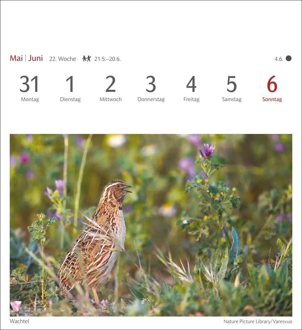 Bild: 9783840039133 | Heimische Vögel Postkartenkalender 2027 - Wochenkalender mit 53...