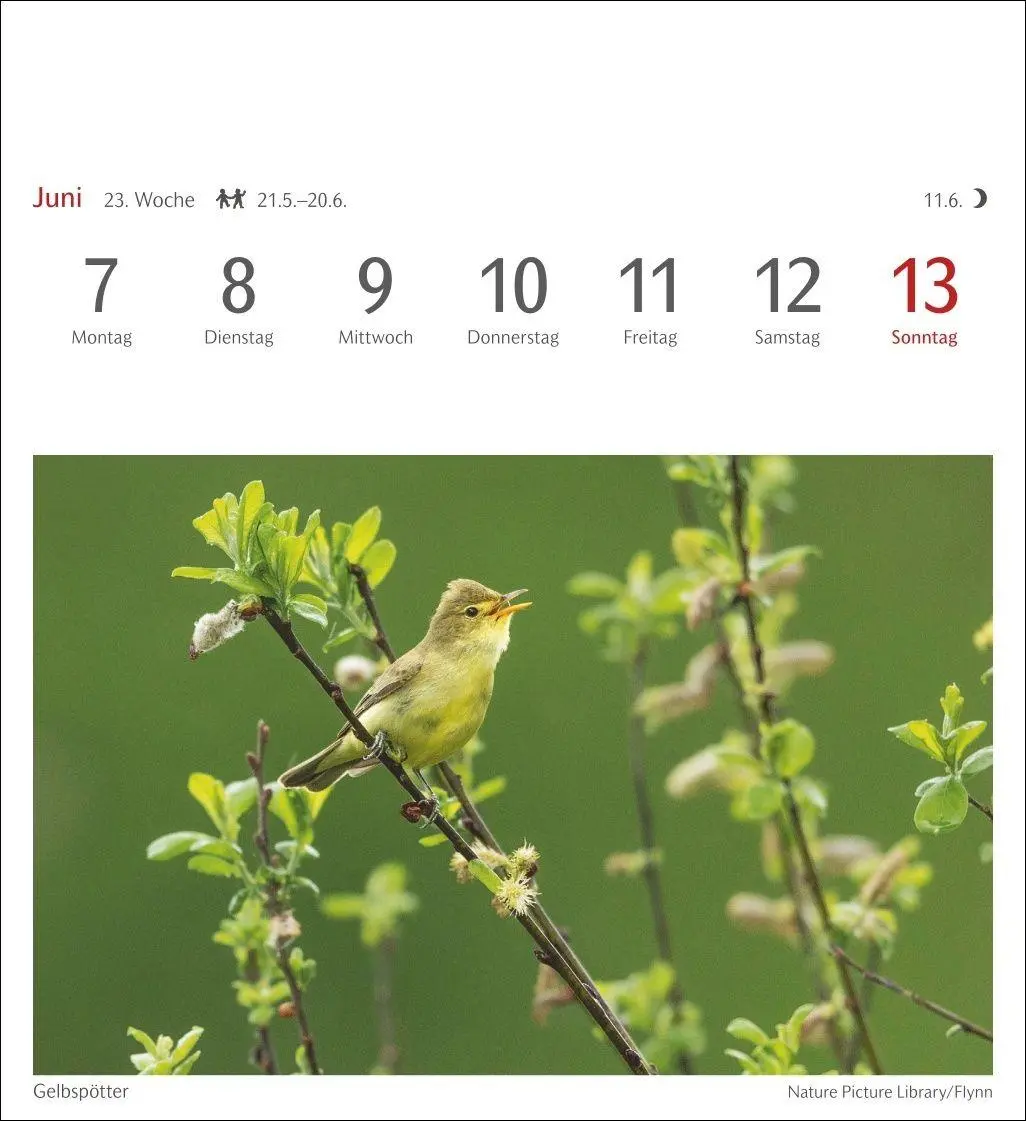 Bild: 9783840039133 | Heimische Vögel Postkartenkalender 2027 - Wochenkalender mit 53...