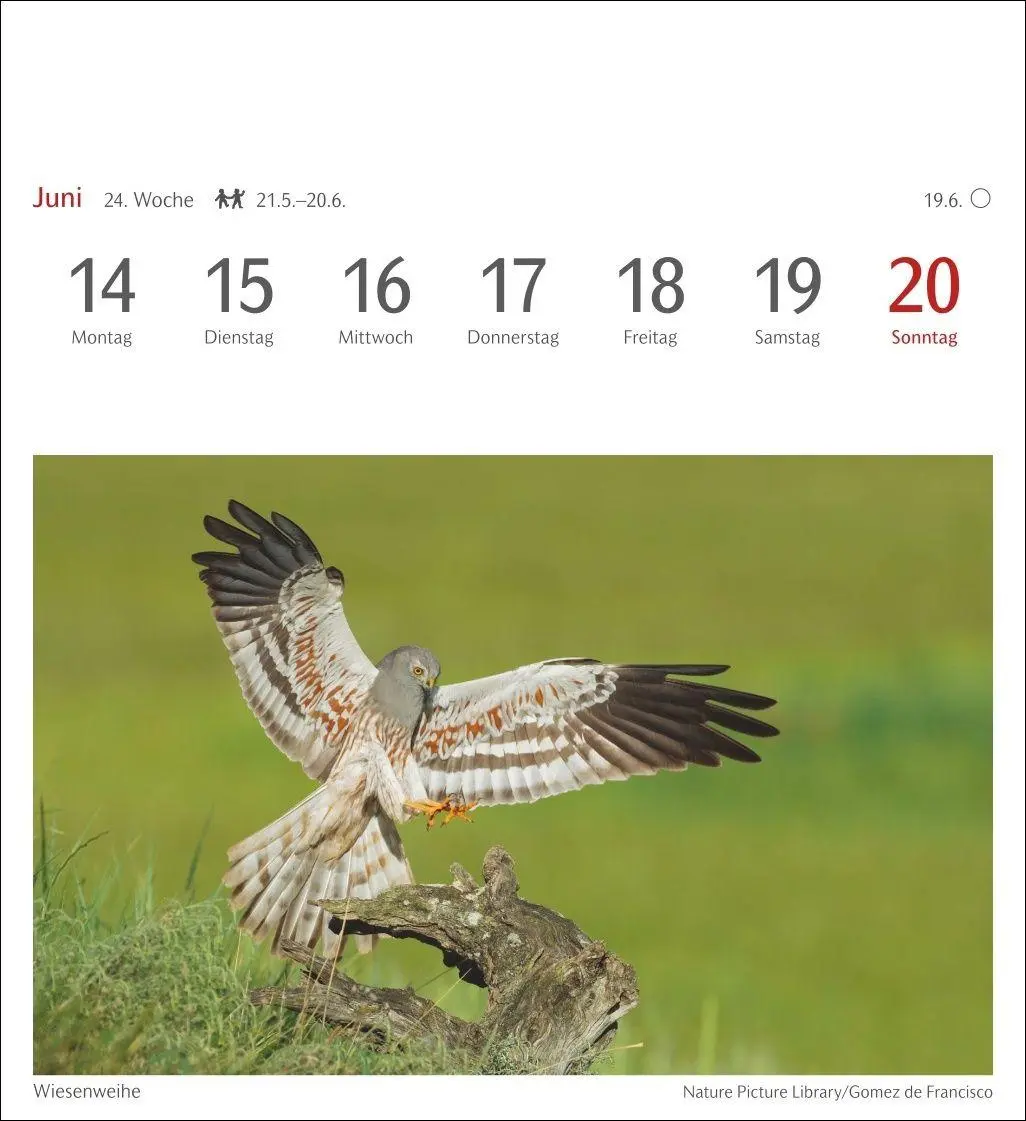 Bild: 9783840039133 | Heimische Vögel Postkartenkalender 2027 - Wochenkalender mit 53...