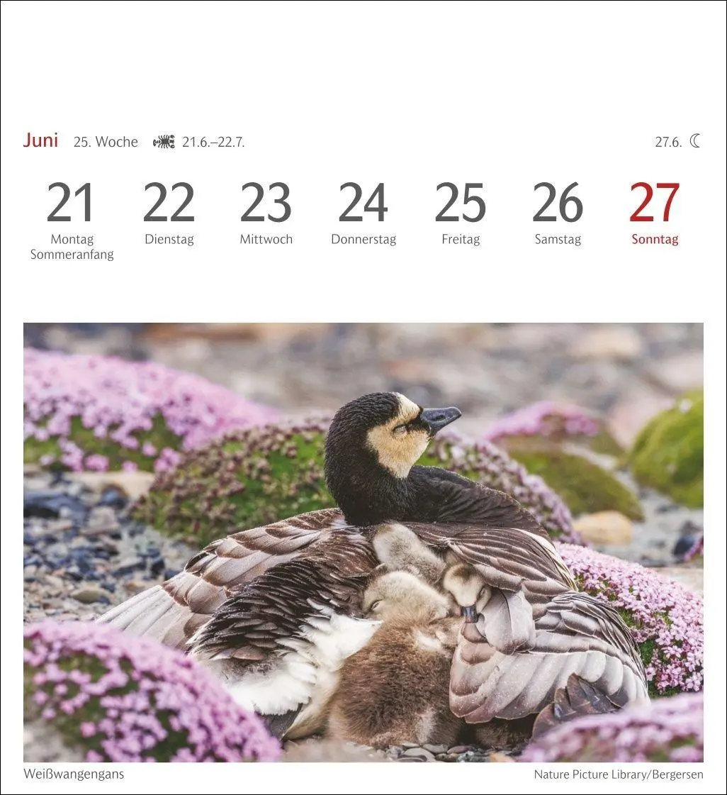 Bild: 9783840039133 | Heimische Vögel Postkartenkalender 2027 - Wochenkalender mit 53...