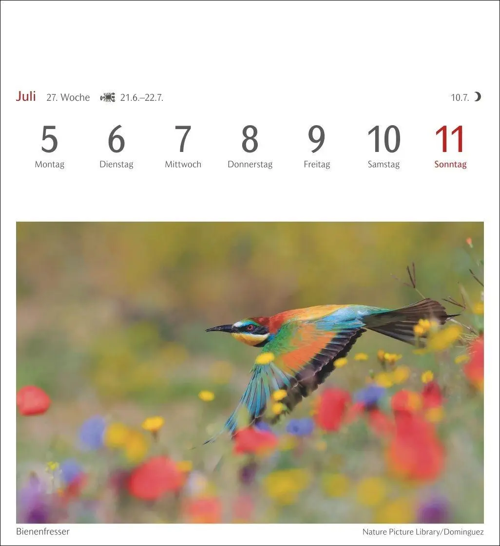Bild: 9783840039133 | Heimische Vögel Postkartenkalender 2027 - Wochenkalender mit 53...