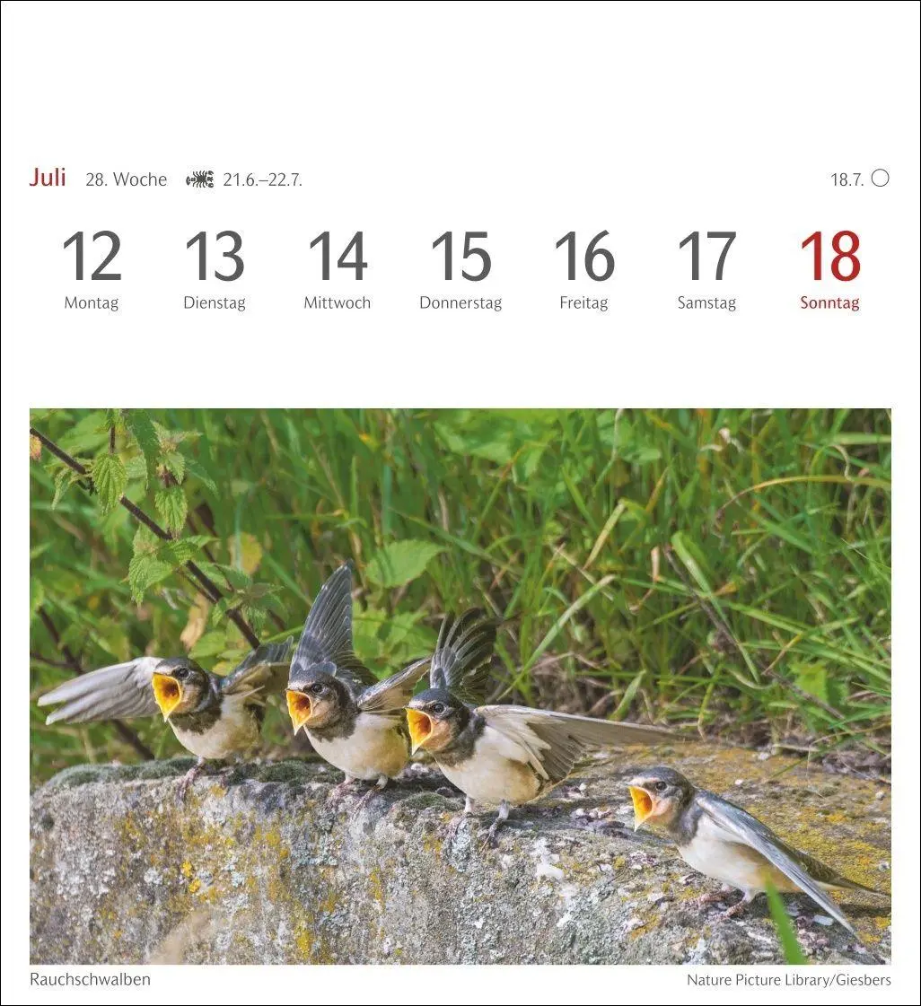Bild: 9783840039133 | Heimische Vögel Postkartenkalender 2027 - Wochenkalender mit 53...