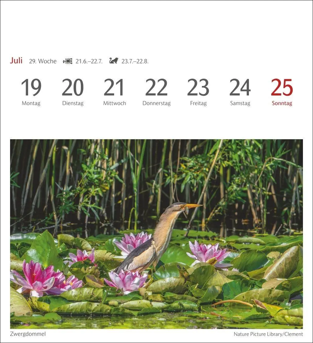 Bild: 9783840039133 | Heimische Vögel Postkartenkalender 2027 - Wochenkalender mit 53...