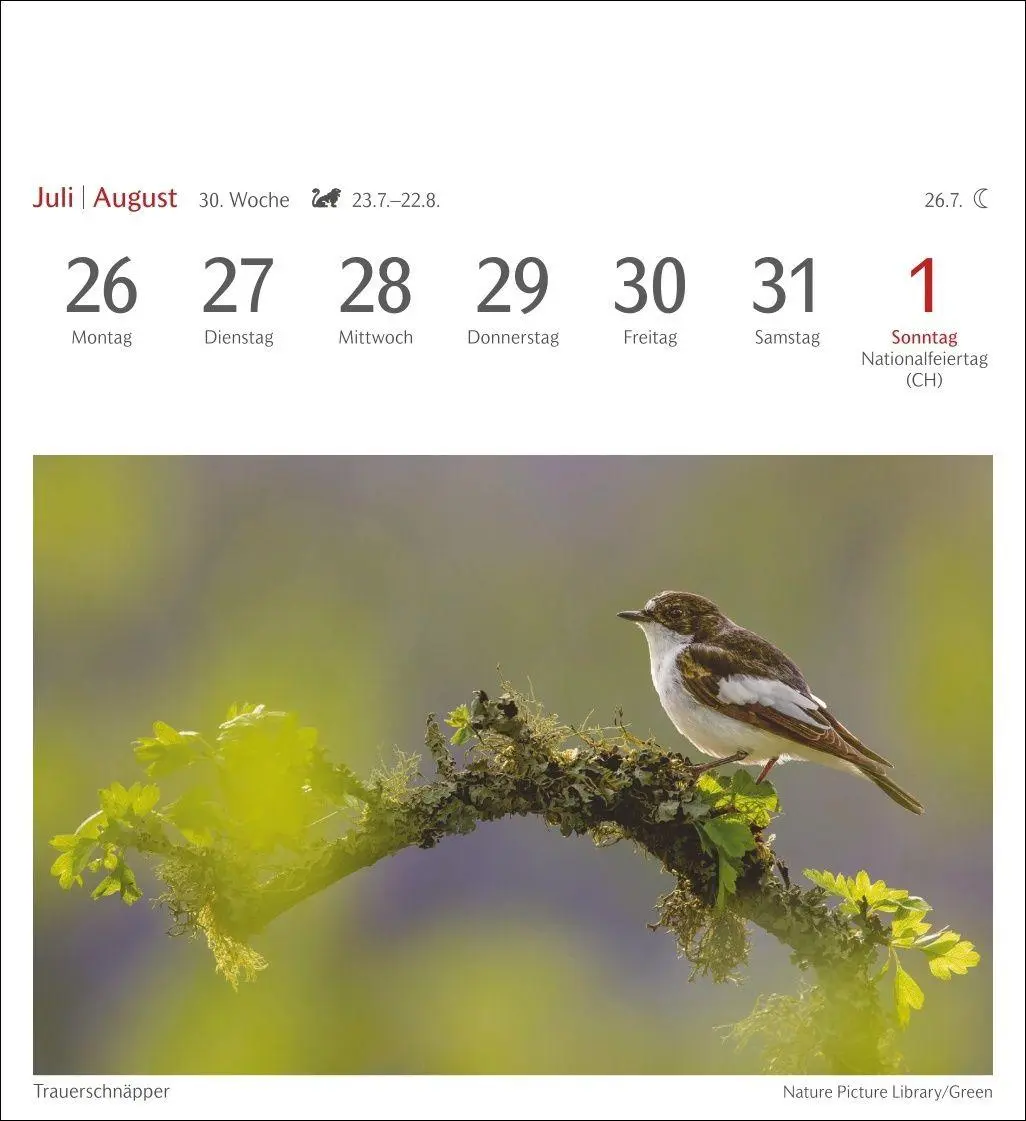 Bild: 9783840039133 | Heimische Vögel Postkartenkalender 2027 - Wochenkalender mit 53...