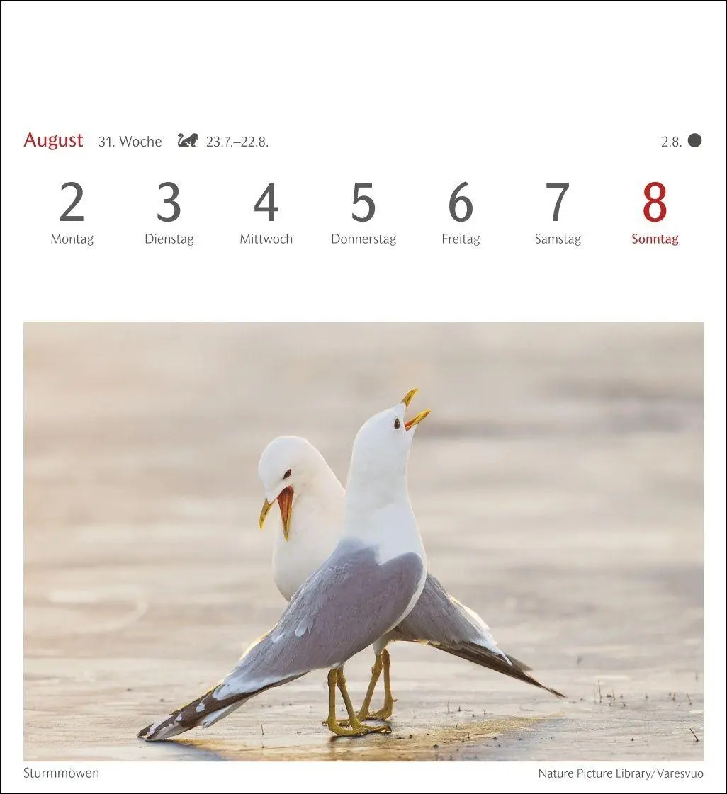 Bild: 9783840039133 | Heimische Vögel Postkartenkalender 2027 - Wochenkalender mit 53...