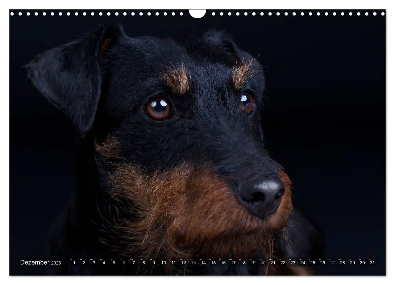 Bild: 9783516079333 | Faszination Terrier (Wandkalender 2026 DIN A3 quer), CALVENDO...