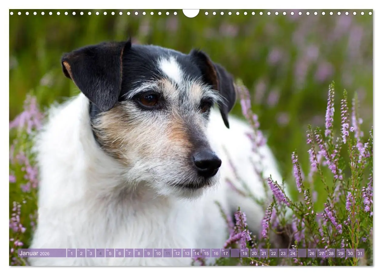 Bild: 9783516079333 | Faszination Terrier (Wandkalender 2026 DIN A3 quer), CALVENDO...