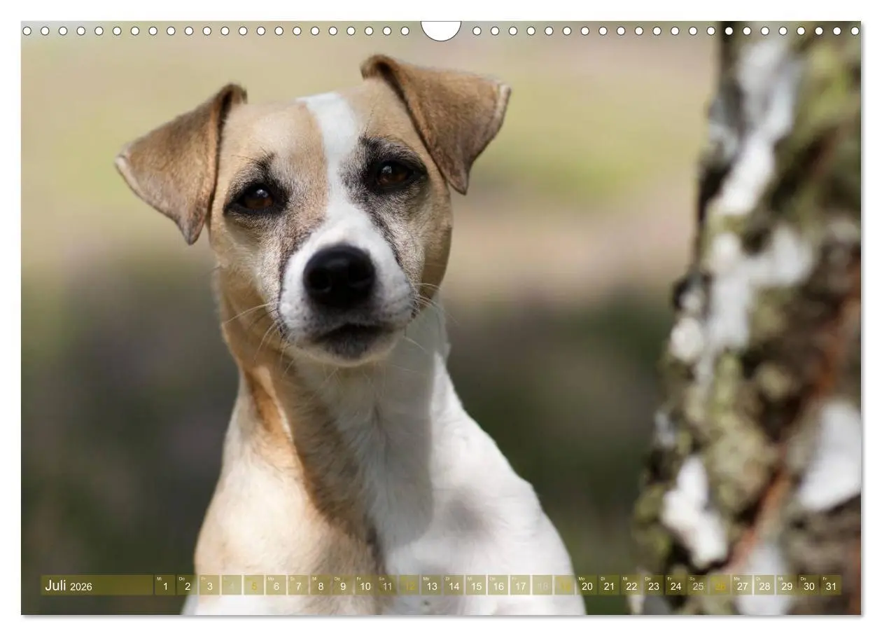 Bild: 9783516079333 | Faszination Terrier (Wandkalender 2026 DIN A3 quer), CALVENDO...