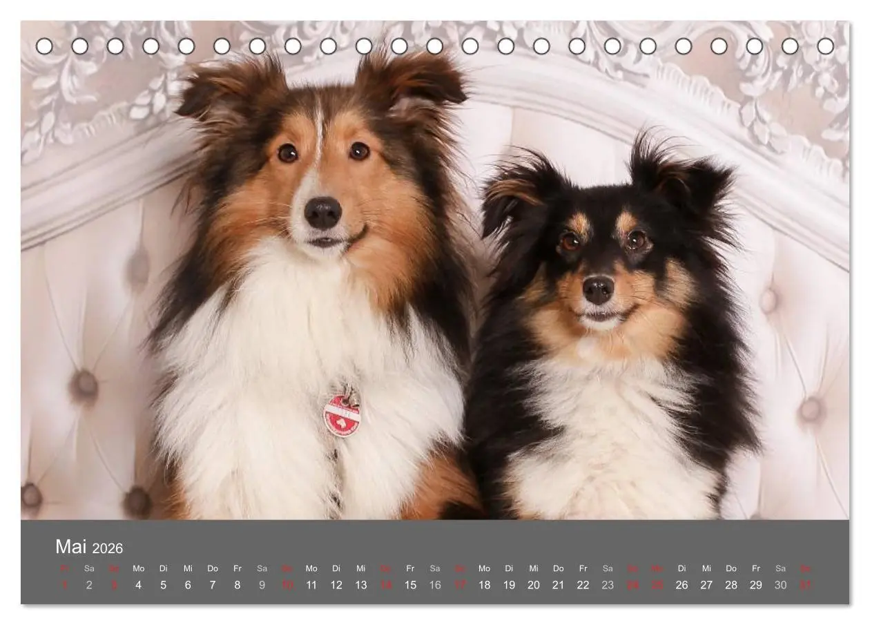 Bild: 9783516139433 | Shelties : Charmeure auf 4 Pfoten (Tischkalender 2026 DIN A5 quer),...