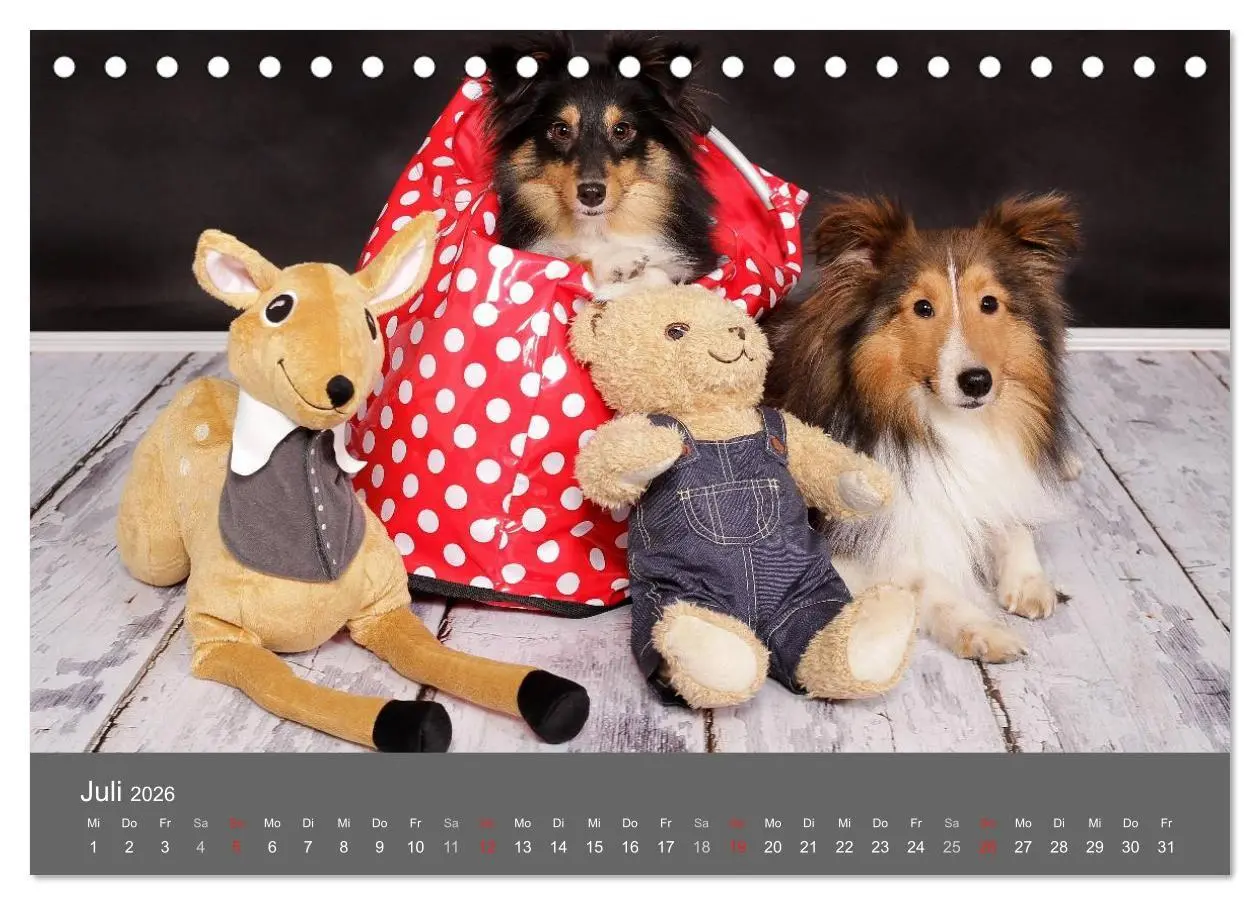 Bild: 9783516139433 | Shelties : Charmeure auf 4 Pfoten (Tischkalender 2026 DIN A5 quer),...