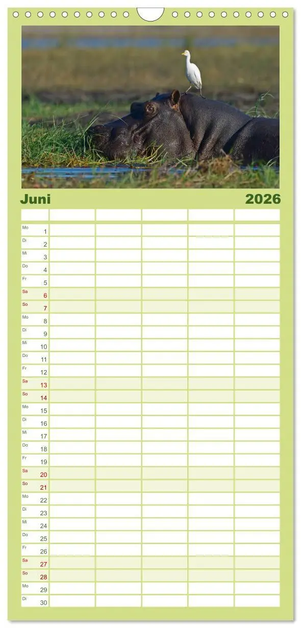 Bild: 9783516519433 | Familienplaner 2026 - Flusspferde Magie des Augenblicks - Hippos in...