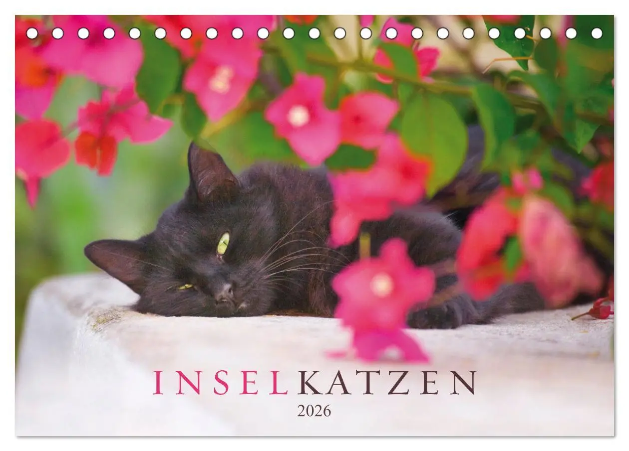 Cover: 9783457569733 | Inselkatzen (Tischkalender 2026 DIN A5 quer), CALVENDO Monatskalender