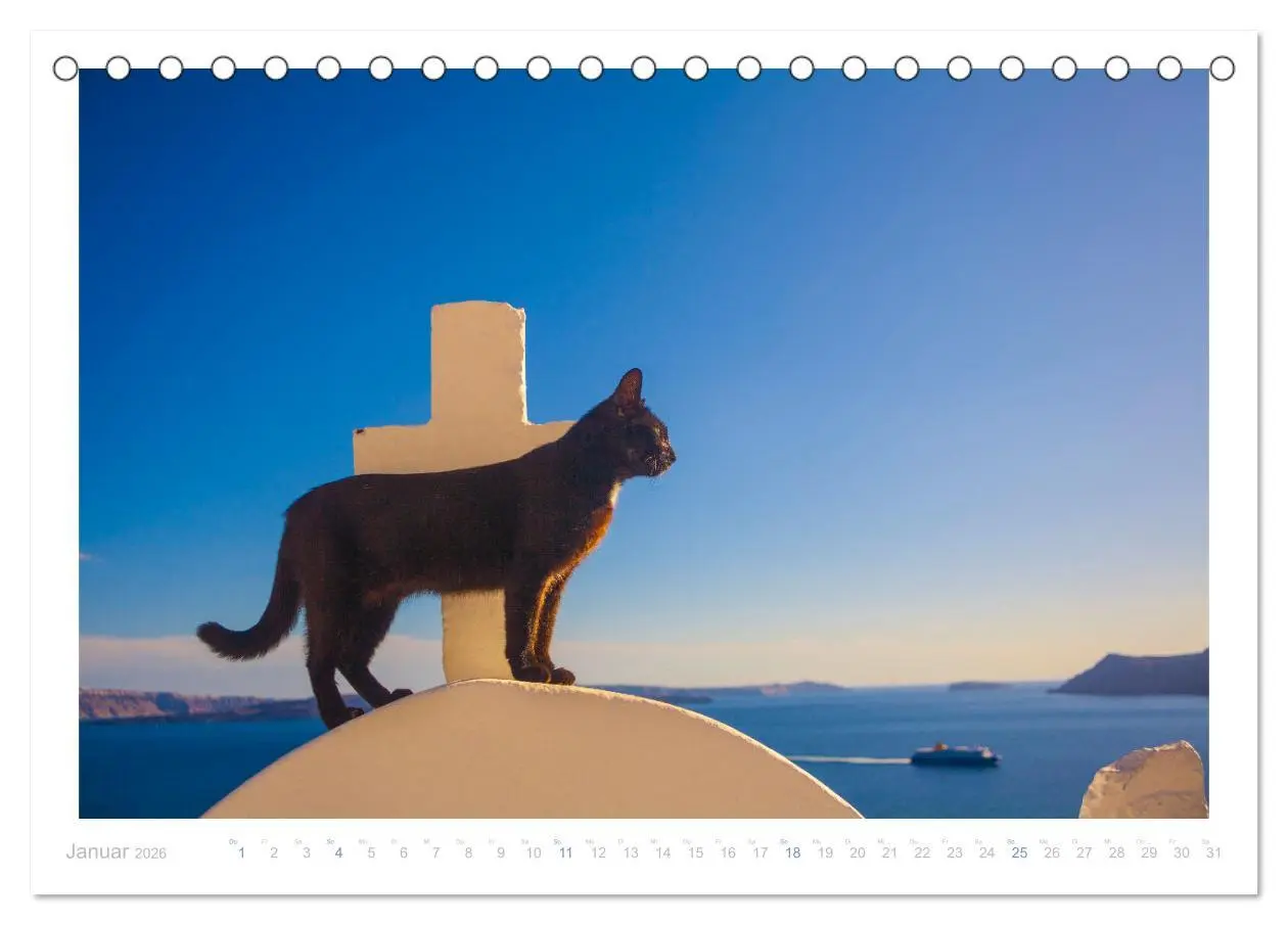 Bild: 9783457569733 | Inselkatzen (Tischkalender 2026 DIN A5 quer), CALVENDO Monatskalender