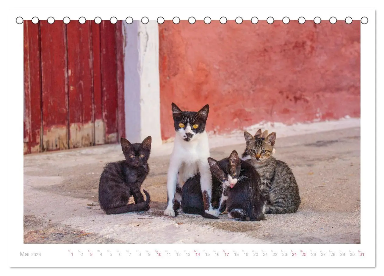 Bild: 9783457569733 | Inselkatzen (Tischkalender 2026 DIN A5 quer), CALVENDO Monatskalender