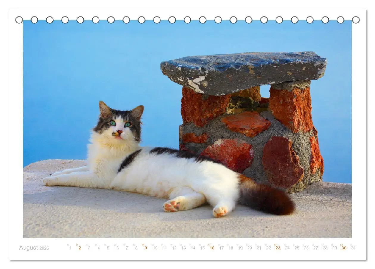 Bild: 9783457569733 | Inselkatzen (Tischkalender 2026 DIN A5 quer), CALVENDO Monatskalender