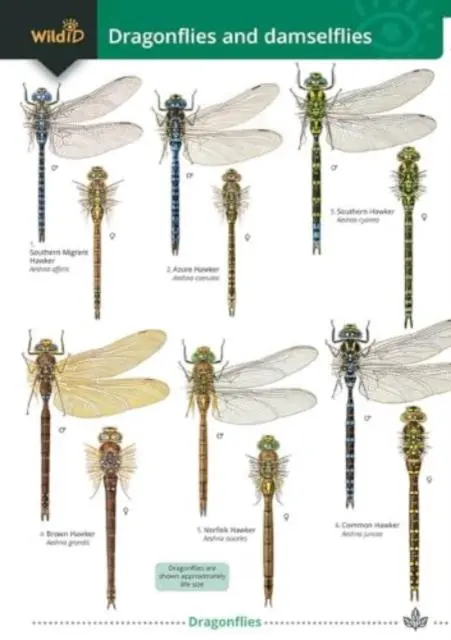 Cover: 9781908819833 | Dragonflies and damselflies | Alice Broader (u. a.) | Taschenbuch