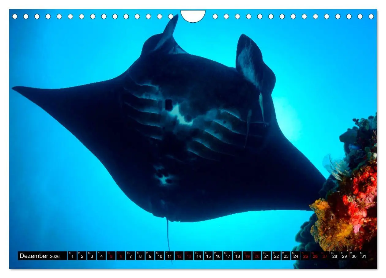Bild: 9783457939833 | Raja Ampat - Faszinierende Unterwasserwelt (Wandkalender 2026 DIN...