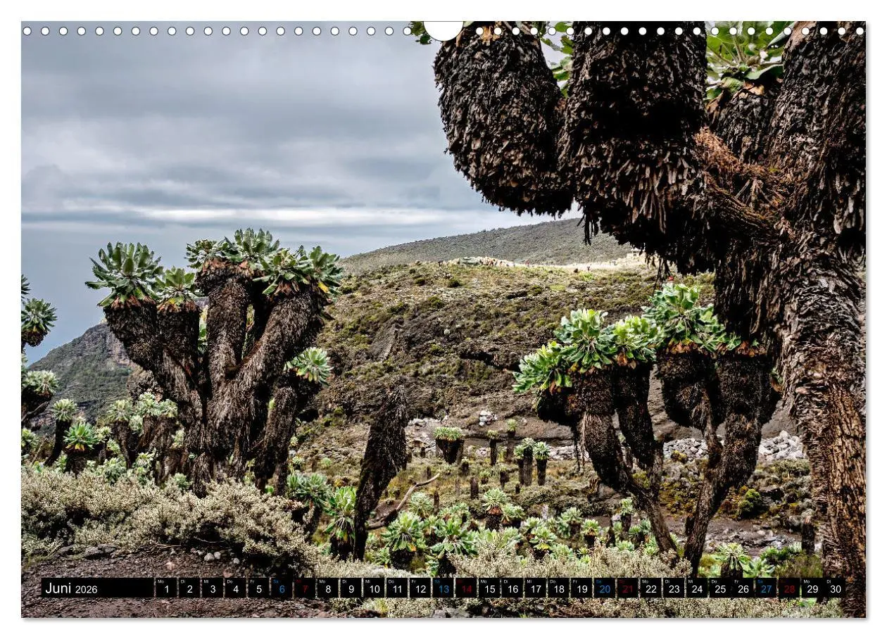 Bild: 9783457479933 | Kilimanjaro - das Dach Afrikas (Wandkalender 2026 DIN A3 quer),...