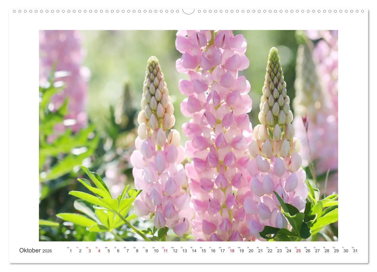 Bild: 9783457859933 | Blüten eines Sommers (Wandkalender 2026 DIN A2 quer), CALVENDO...