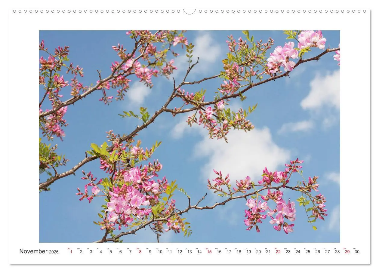 Bild: 9783457859933 | Blüten eines Sommers (Wandkalender 2026 DIN A2 quer), CALVENDO...