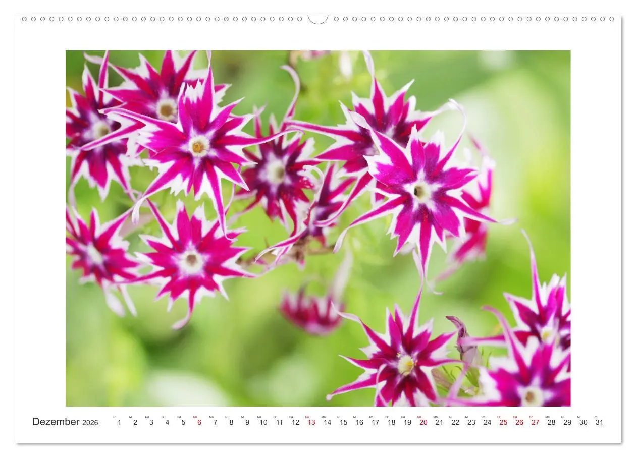 Bild: 9783457859933 | Blüten eines Sommers (Wandkalender 2026 DIN A2 quer), CALVENDO...