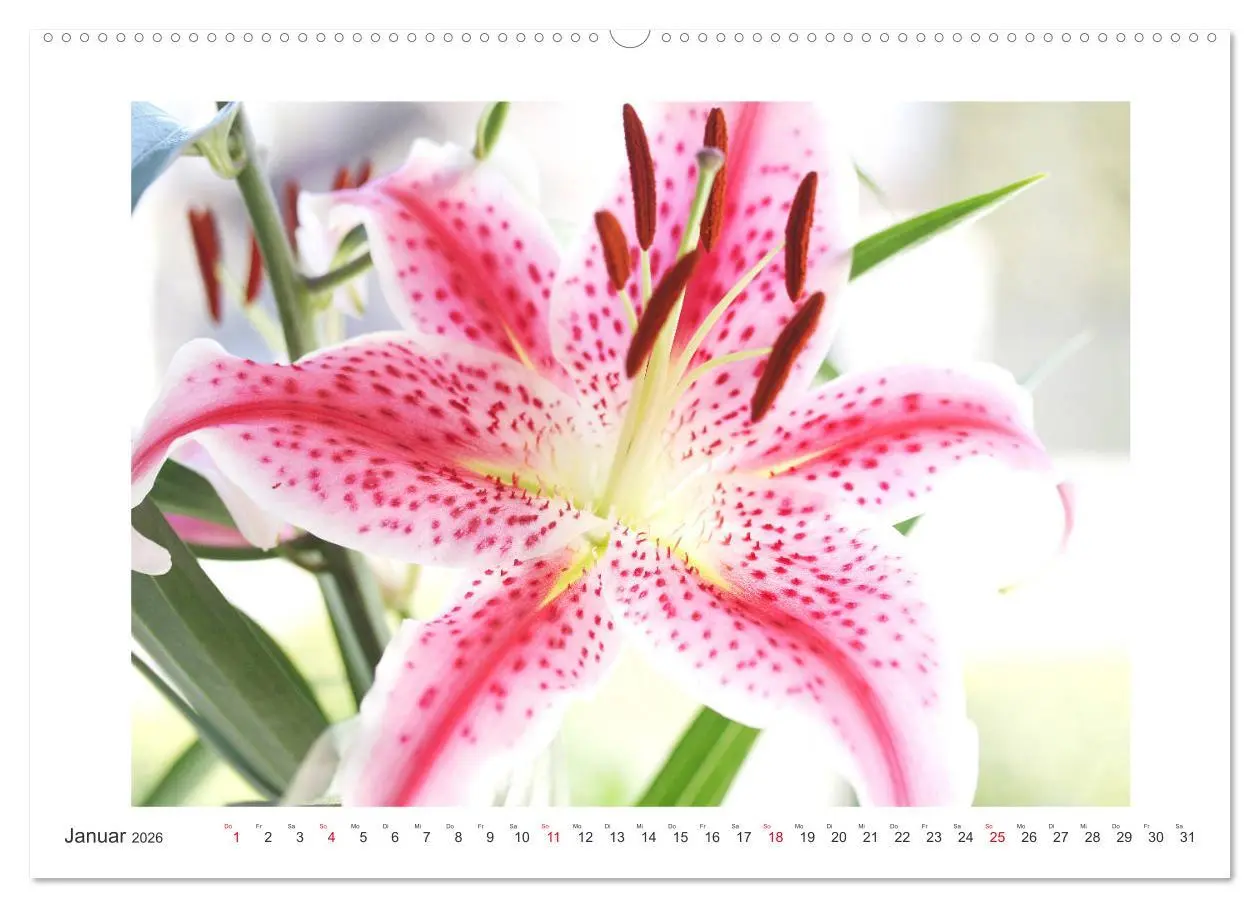 Bild: 9783457859933 | Blüten eines Sommers (Wandkalender 2026 DIN A2 quer), CALVENDO...