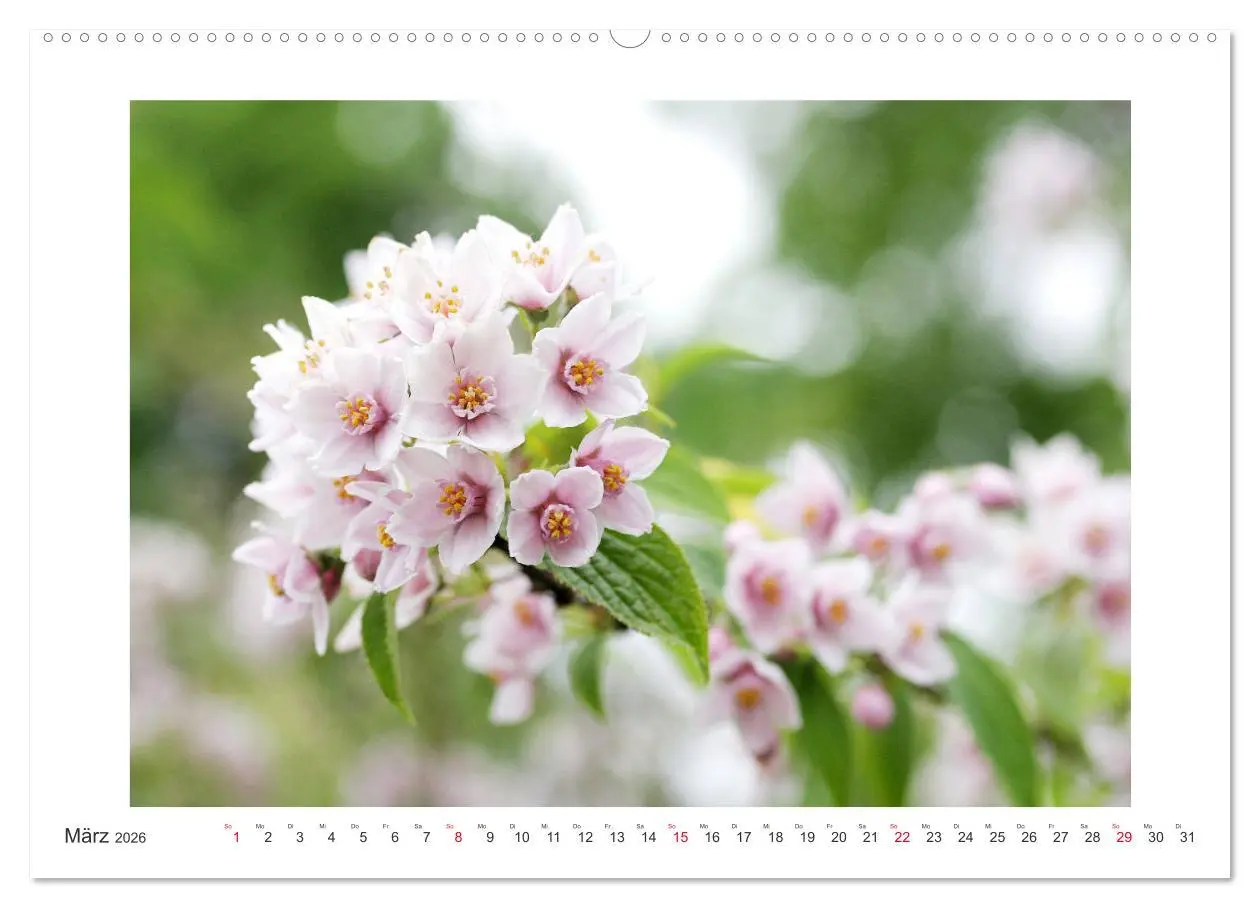 Bild: 9783457859933 | Blüten eines Sommers (Wandkalender 2026 DIN A2 quer), CALVENDO...